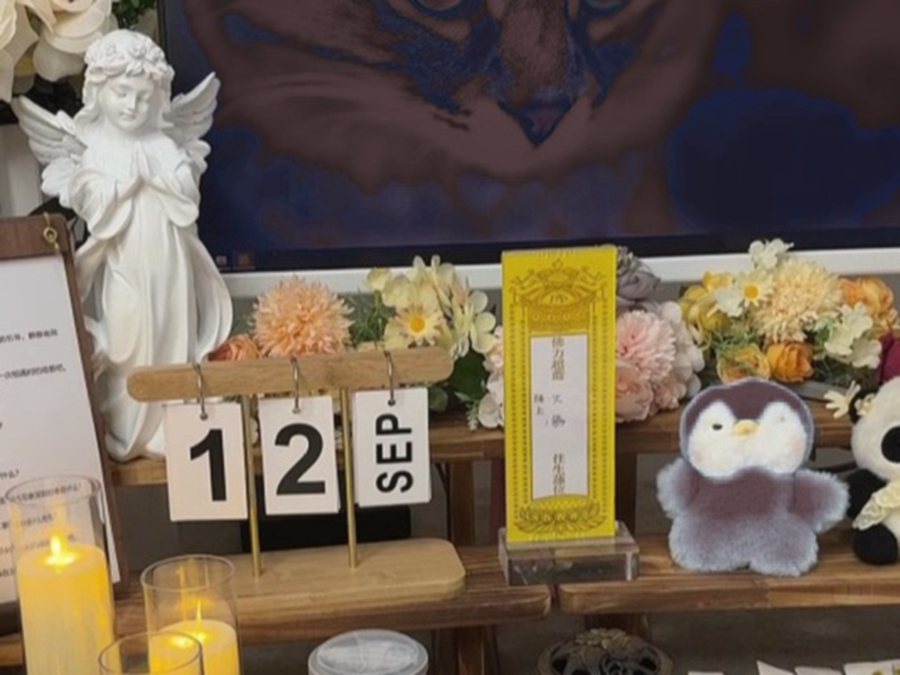 双手轻托猫咪 paws 的温暖瞬间